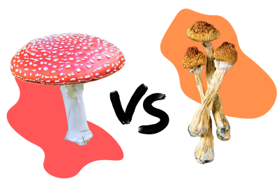 The Differences Between Amanita Muscaria and Psilocybin
